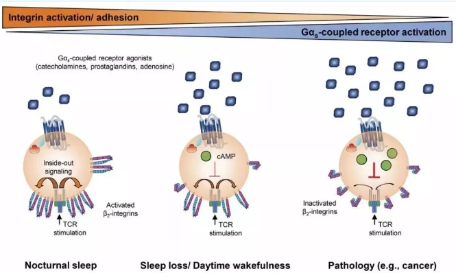 睡眠不足，你的免疫細胞可能先撐不住了！