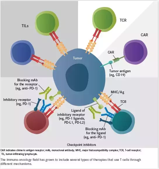 Immatics攜手羅氏，推進T細胞療法聯合PD-L1抗體Tecentriq治療實體瘤