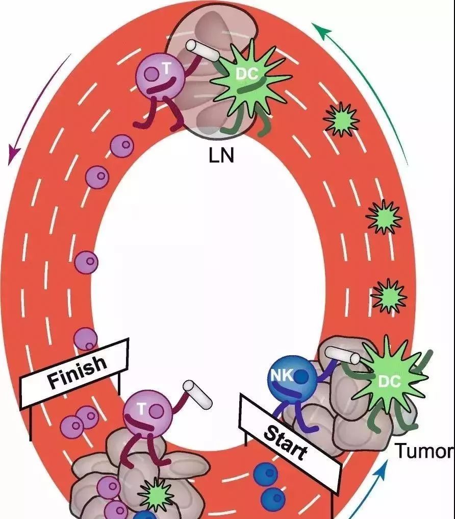 NK細胞：強大的抗癌前鋒！